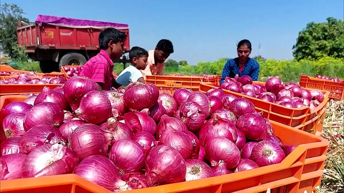 Onion-Price in India